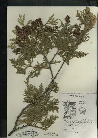 Thuja occidentalis image