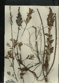 Spiraea tomentosa image