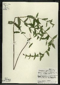 Scutellaria galericulata image