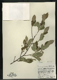 Aronia melanocarpa image