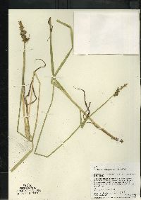 Carex stipata var. stipata image