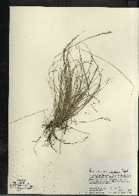 Festuca saximontana image