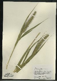 Setaria faberi image