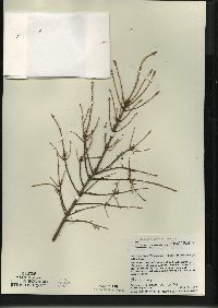 Picea mariana image