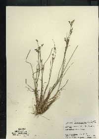 Juncus brevicaudatus image