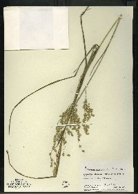 Glyceria canadensis image