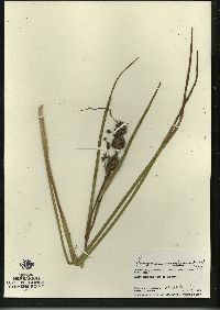 Sparganium androcladum image