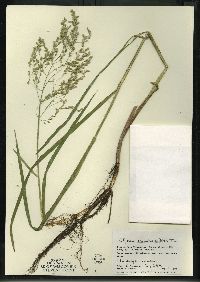 Glyceria canadensis image