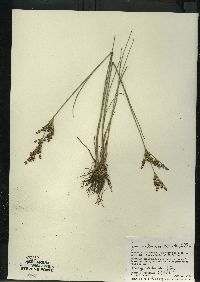 Juncus brevicaudatus image