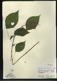 Laportea canadensis image