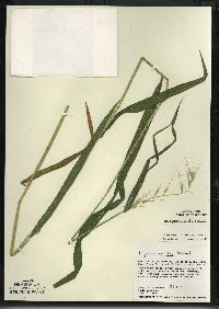 Elymus hystrix image