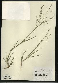 Panicum dichotomiflorum subsp. dichotomiflorum image