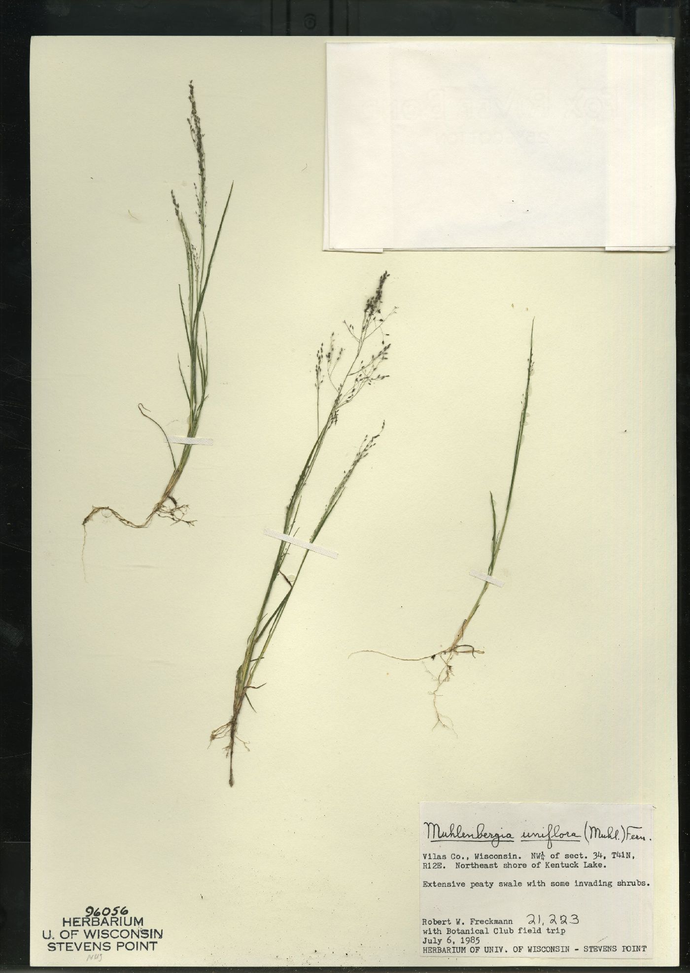 Muhlenbergia uniflora image