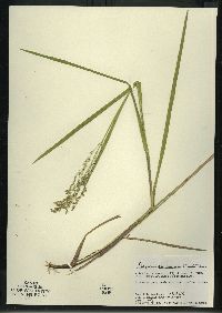 Glyceria canadensis image