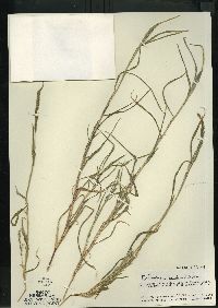 Muhlenbergia frondosa image