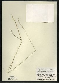 Schizachne purpurascens image