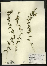 Potamogeton richardsonii image