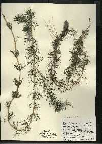 Myriophyllum sibiricum image