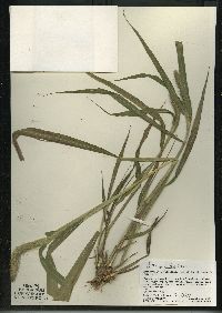 Setaria faberi image