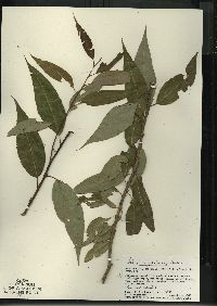 Salix amygdaloides image