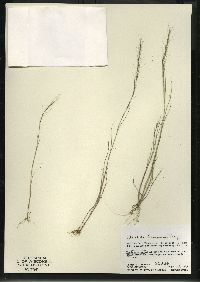 Aristida basiramea image