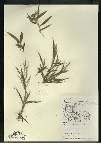 Panicum philadelphicum image