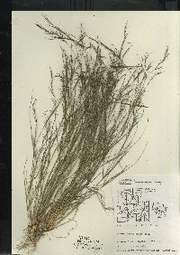 Aristida basiramea image