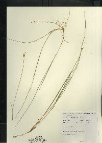 Carex pauciflora image