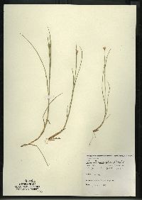 Rhynchospora alba image