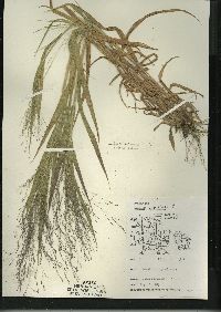 Panicum capillare subsp. capillare image
