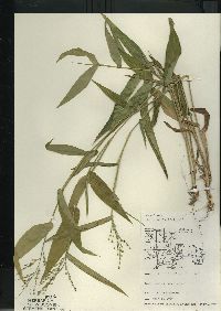 Dichanthelium latifolium image