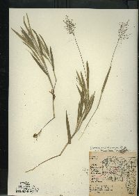 Dichanthelium villosissimum var. praecocius image