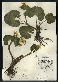 Caltha palustris image