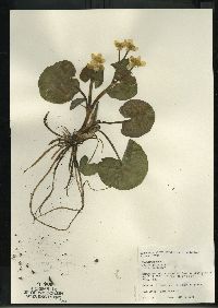 Caltha palustris image