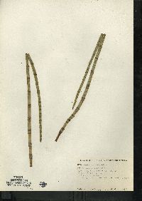 Equisetum fluviatile image