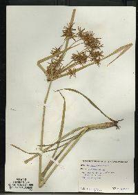 Cyperus esculentus var. leptostachyus image