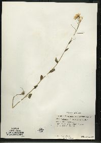 Cardamine bulbosa image