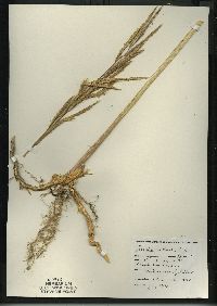 Spartina pectinata image