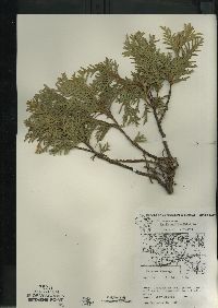 Thuja occidentalis image