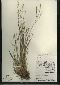 Festuca subverticillata image