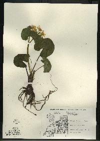 Caltha palustris image