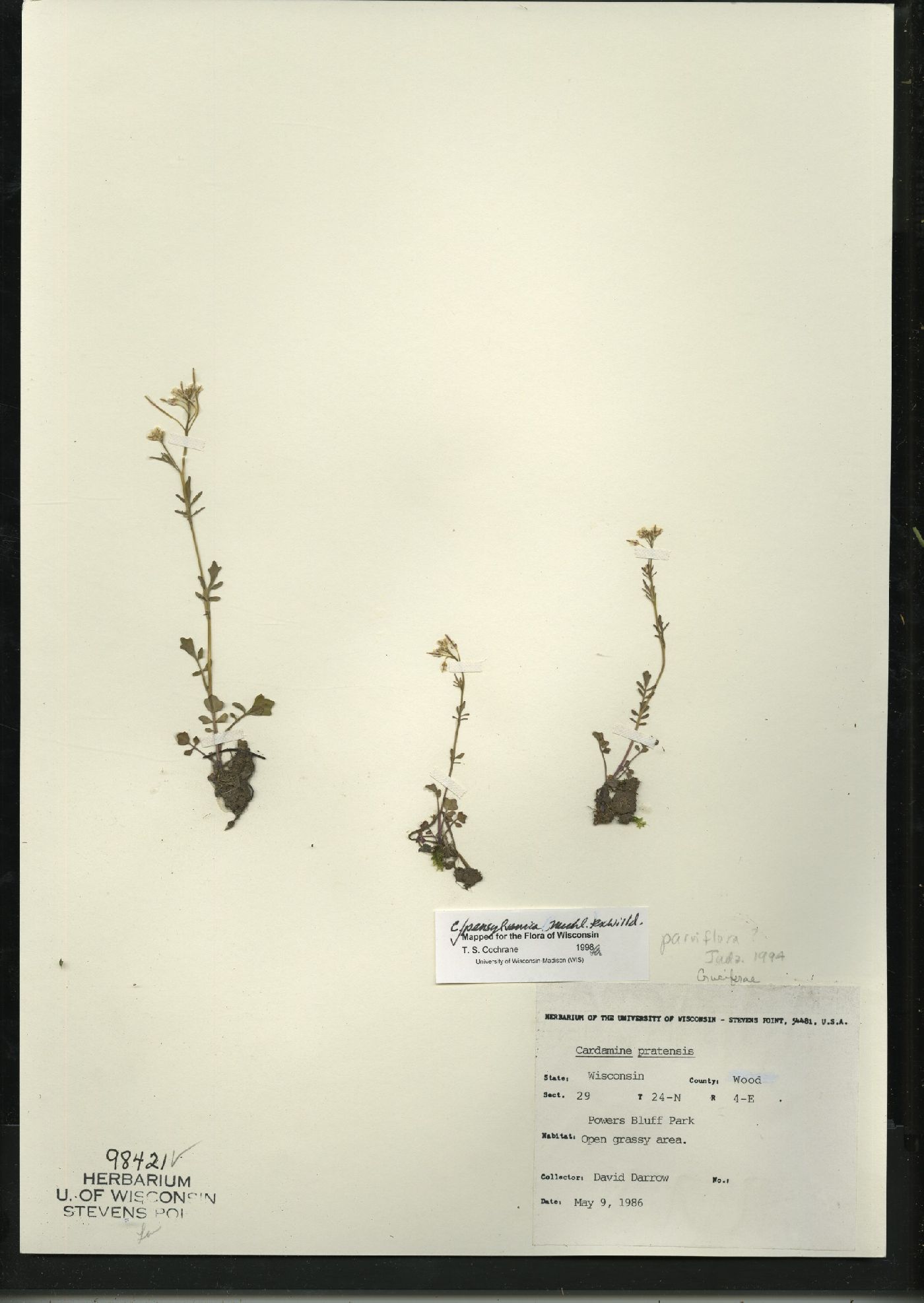 Cardamine pratensis var. palustris image