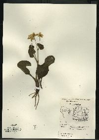 Caltha palustris image