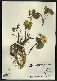 Caltha palustris image