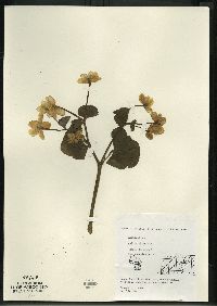 Caltha palustris image