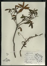 Rhododendron groenlandicum image