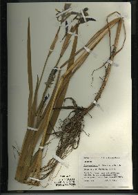 Iris versicolor image