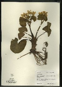 Caltha palustris image