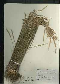 Oryzopsis asperifolia image