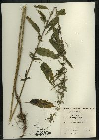 Urtica gracilis image